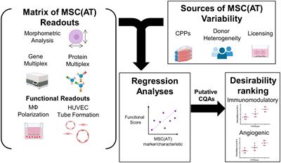 Putative critical quality attribute matrix identifies mesenchymal stromal cells with potent immunomodulatory and angiogenic “fitness” ranges in response to culture process parameters